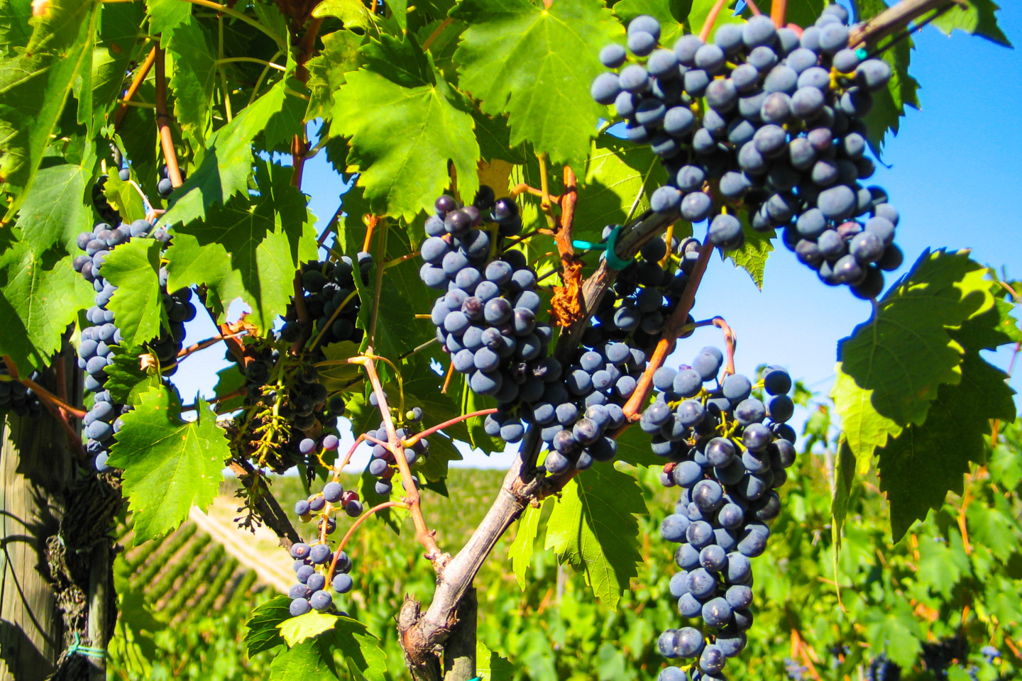 Olive oil & wine Castello San